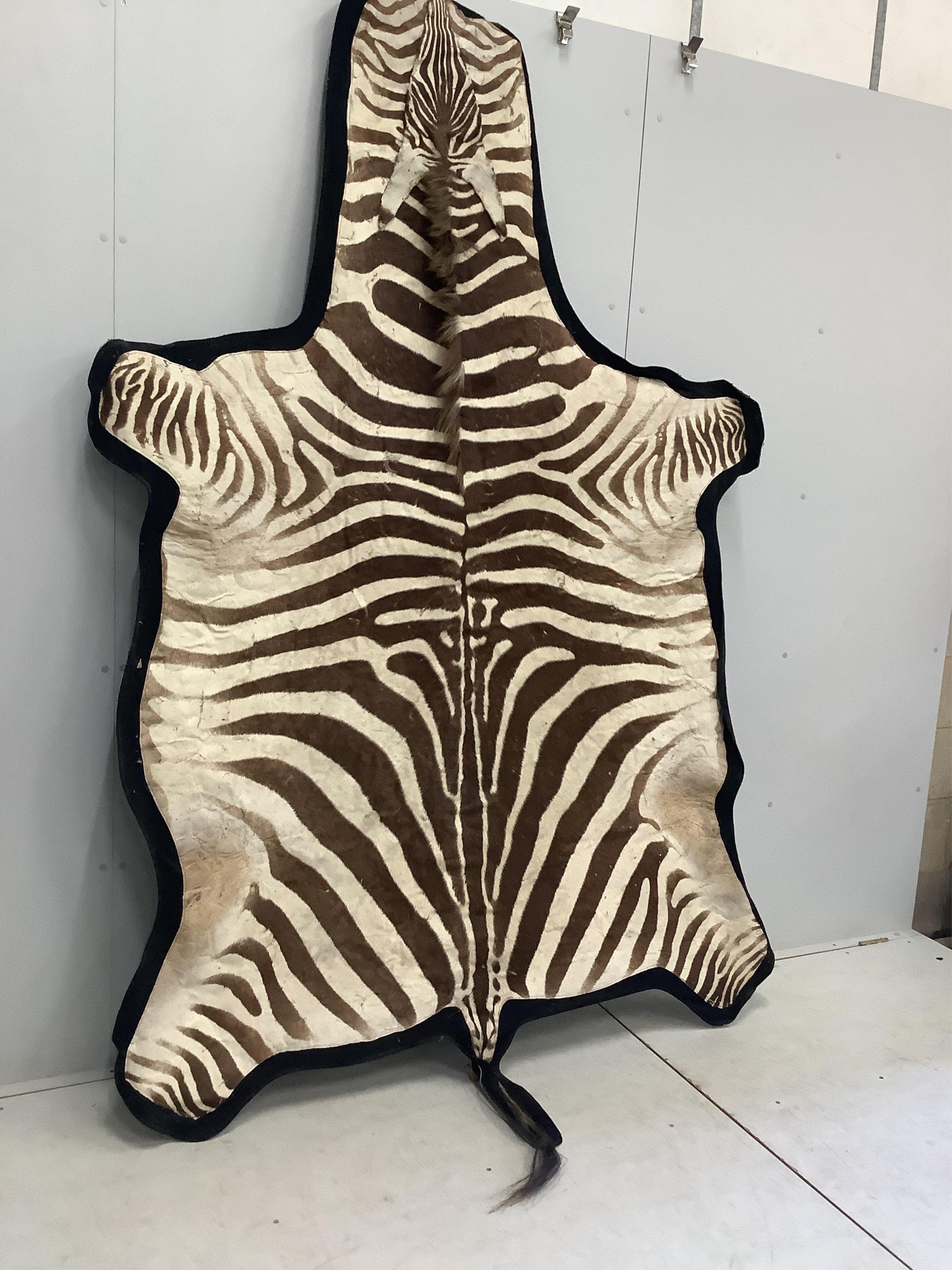 A zebra skin rug mounted on a pine frame, width 160cm, height approximately 270cm. Condition - fair